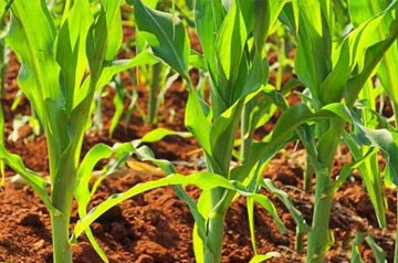 2024年玉米春耕春播技术意见