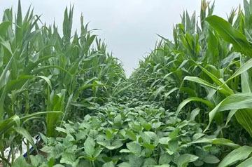 2024年大豆玉米带状复合种植田杂草防治技术指导意见