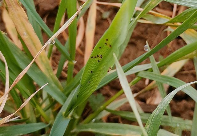 小麦红蜘蛛和小麦条锈病防治指南 小麦红蜘蛛和小麦条锈病防治指南