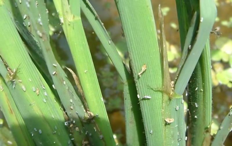 农技专家:早造水稻警惕稻飞虱