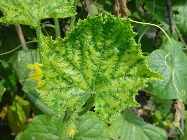 黄瓜花叶病毒病的症状和防治方法