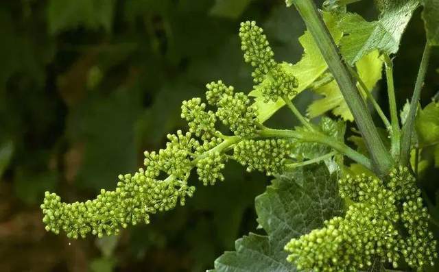 葡萄幼果管理 抓住5月黄金期