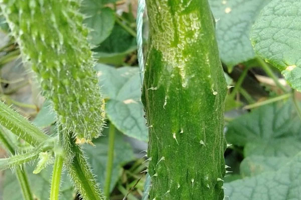 无刺小黄瓜蓟马发生严重,怎样防治比较好