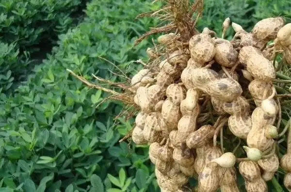 掌握六项栽培要点 保障花生稳产高产