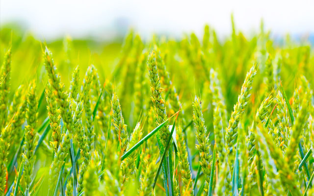 黄淮海小麦防范“干热风”技术意见