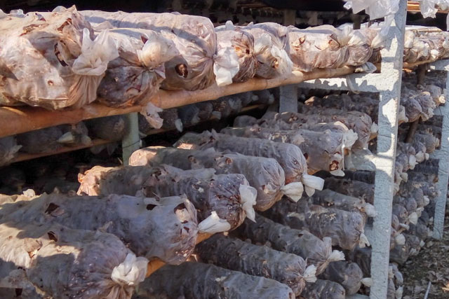 食用菌菌种的制作与保存要点