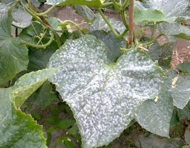 白粉病“祸害”作物多,提前预防是关键