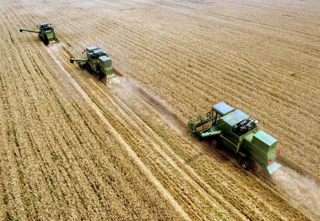 小麦收获遇到阴雨天该怎么办，收获后如何储藏？