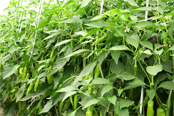 蔬菜徒长甭担心 控旺药的正确选择及用法