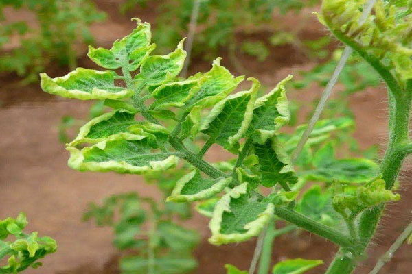 西红柿卷叶怎么办?分清症状再防治