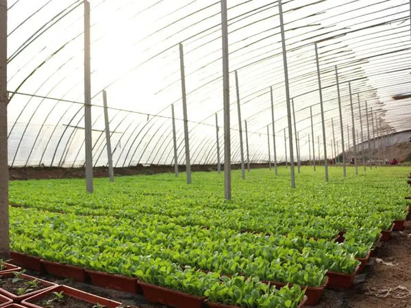 六月雨水将增多 大棚蔬菜注意管好放风口