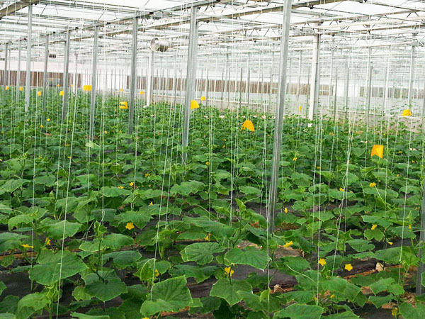 高温多湿 谨防大棚蔬菜细菌性病害