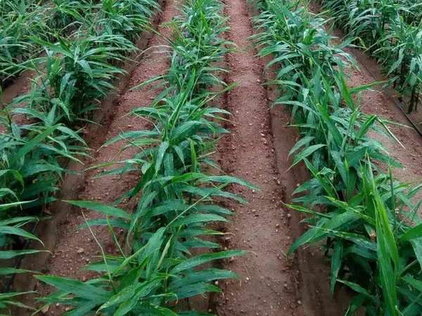 生姜需肥特性与施肥技术