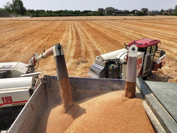 各级储备收购陆续启动，新麦价格有望稳定在合理区间