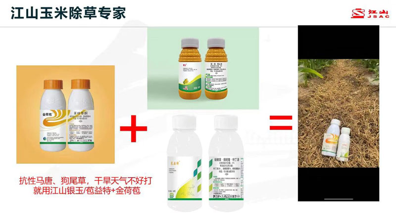 天气干旱 玉米田超好用的除草剂方案推荐！除草干净，不伤苗！