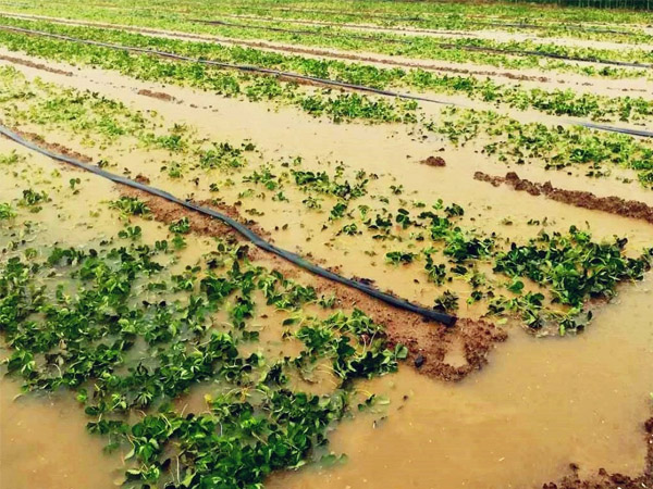 暴雨过后如何管好农作物？