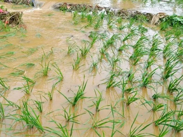 主要农作物大雨暴雨防灾减灾指南