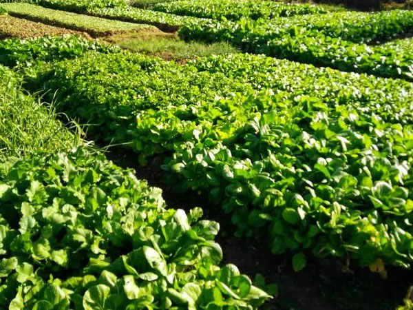 2024年夏季蔬菜生产技术指导意见