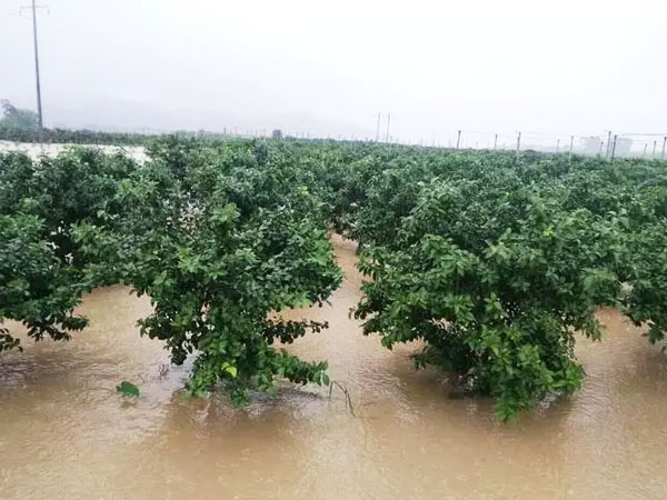 果树遇水淹怎样补救