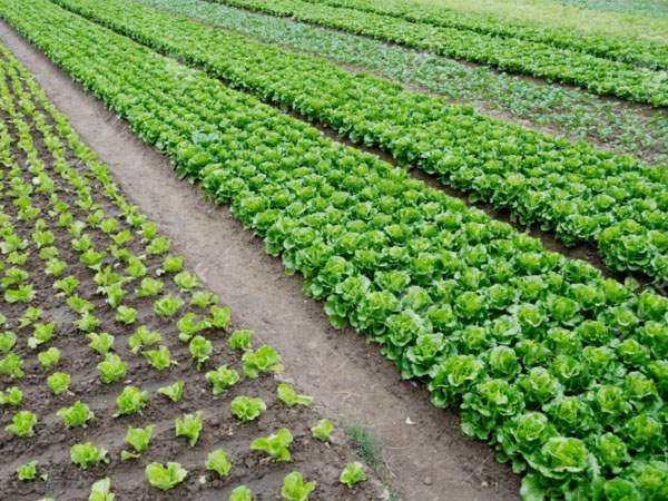 梅雨期拎稳“菜篮子” 蔬菜生产指南来了！