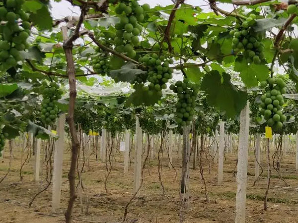 果农应当如何应对暴雨渍涝灾害？易引起烂根死根要及时排水清淤