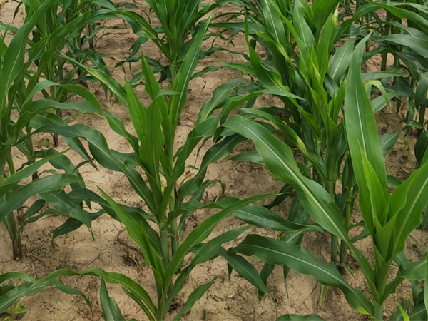 台风“格美”来袭，警惕玉米南方锈病传播，科学防御 做好“一喷多促”