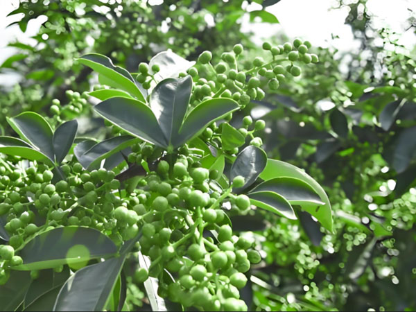 花椒采摘前管理技术