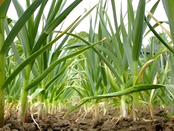 大蒜重茬减产的防治技术