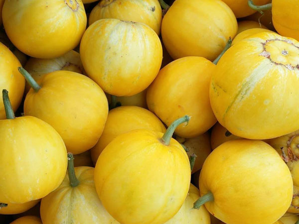 甜瓜落花落果的原因及预防