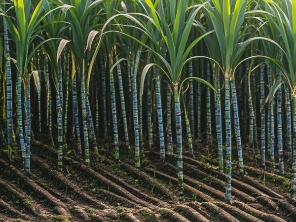 2024年甘蔗中后期生产技术指导意见