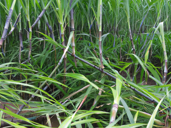 甘蔗台风灾后恢复生产技术指导意见